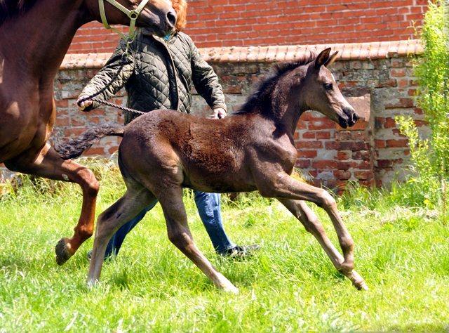 Esm - Trakehner Stutfohlen von Saint Cyr u.d. Emilie v. All Inclusive - Foto: Beate Langels