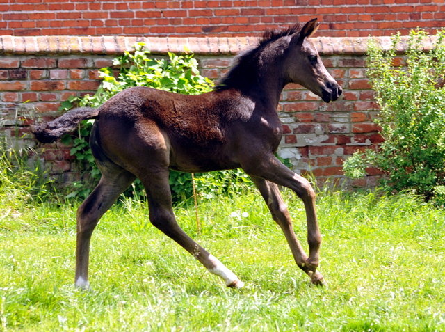 Esm - Trakehner Stutfohlen von Saint Cyr u.d. Emilie v. All Inclusive - Foto: Beate Langels