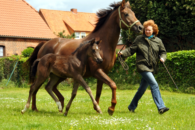 Esm - Trakehner Stutfohlen von Saint Cyr u.d. Emilie v. All Inclusive - Foto: Beate Langels