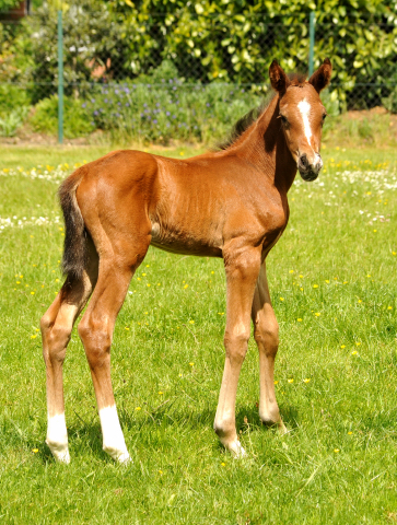 Trakehner Hengstfohlen von High Motion - Foto: Beate Langels