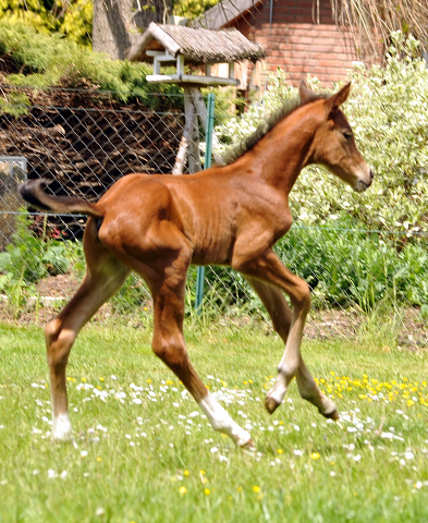 Trakehner Hengstfohlen von High Motion - Foto: Beate Langels