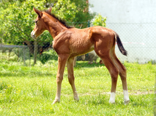 Trakehner Hengstfohlen von High Motion - Foto: Beate Langels