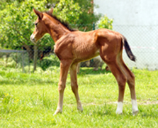 Hengstfohlen von High Motion, Foto: Lcke - 
Gestüt Hämelschenburg