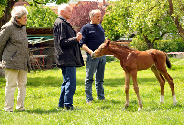 Trakehner Hengstfohlen von High Motion - Foto: Beate Langels