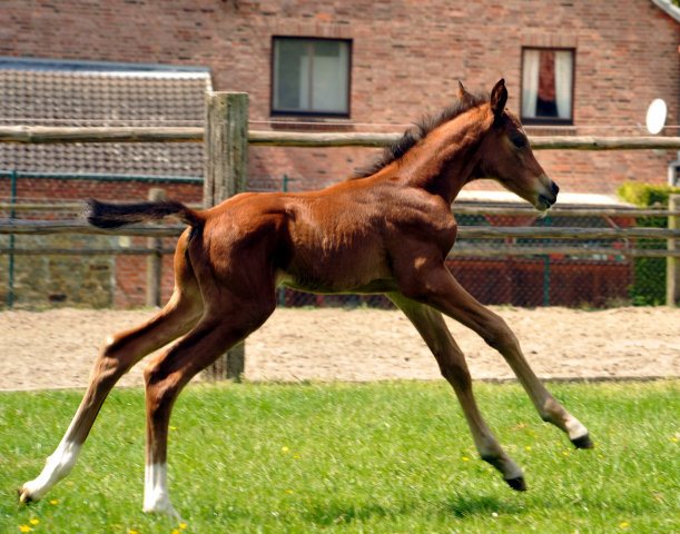 Trakehner Hengstfohlen von High Motion - Foto: Beate Langels