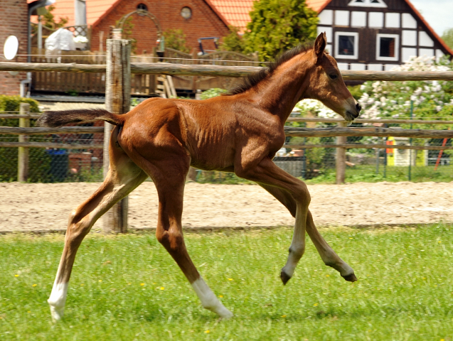 Trakehner Hengstfohlen von High Motion - Foto: Beate Langels