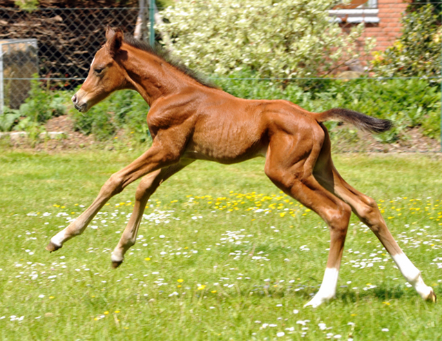 Trakehner Hengstfohlen von High Motion - Foto: Beate Langels