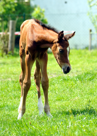 Trakehner Hengstfohlen von High Motion - Foto: Beate Langels