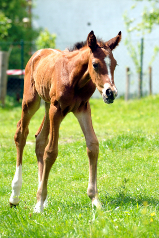 Trakehner Hengstfohlen von High Motion - Foto: Beate Langels