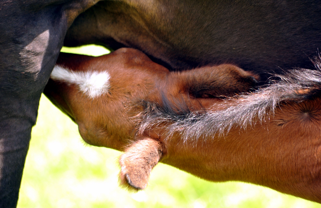 Trakehner Hengstfohlen von High Motion - Foto: Beate Langels