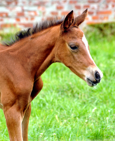 Trakehner Hengstfohlen von High Motion - Foto: Beate Langels