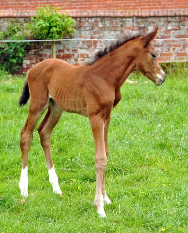 Trakehner Hengstfohlen von High Motion - Foto: Beate Langels