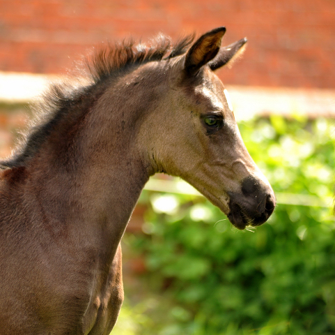 Esm - Trakehner Stutfohlen von Saint Cyr u.d. Emilie v. All Inclusive - Foto: Beate Langels
