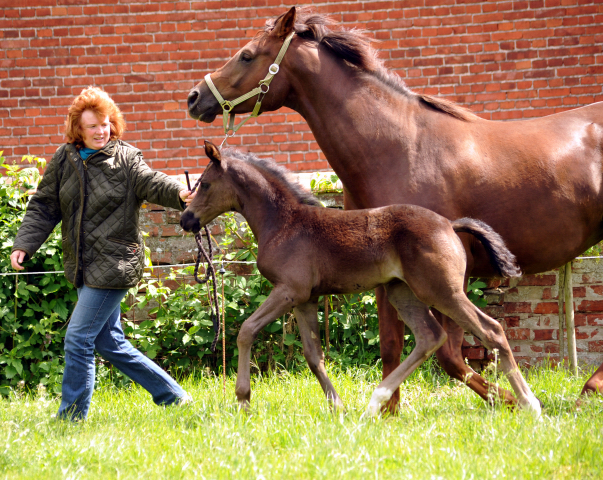 Esm - Trakehner Stutfohlen von Saint Cyr u.d. Emilie v. All Inclusive - Foto: Beate Langels