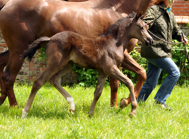 Esm - Trakehner Stutfohlen von Saint Cyr u.d. Emilie v. All Inclusive - Foto: Beate Langels