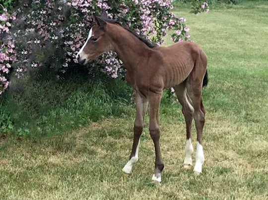 Stutfohlen von Foundation u.d. Schwalbenfee v. Freudenfest - im Gestt Schplitz 16.05.2018 - Foto: Sabine Langels