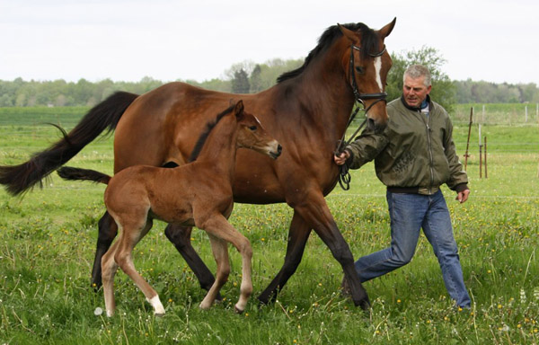 Stutfohlen von Saint Cyr u.d. u.d. Melodie's Model v. Landor S u.d. Melody v. Mephisto
