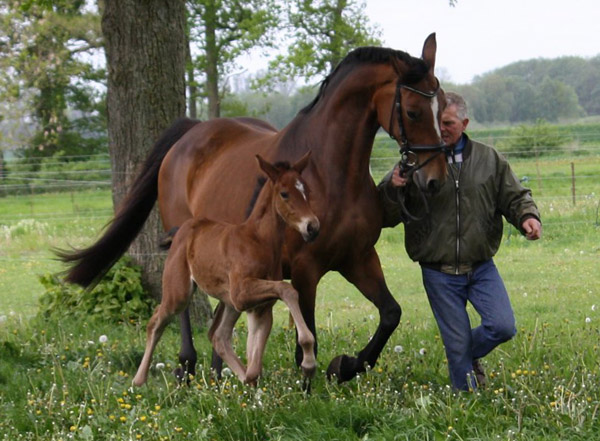 Stutfohlen von Saint Cyr u.d. u.d. Melodie's Model v. Landor S u.d. Melody v. Mephisto