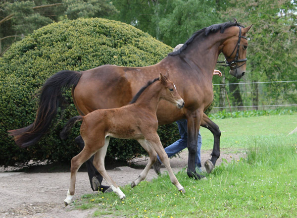 Stutfohlen von Saint Cyr u.d. u.d. Melodie's Model v. Landor S u.d. Melody v. Mephisto