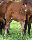 Stutfohlen von Saint Cyr x Landor S