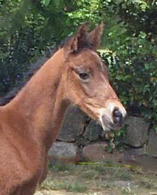 Trakehner Hengstfohlen von Imperio u.d. Schwalbensage v. Grand Corazn
 - Trakehner Gestt Hmelschenburg - Beate Langels