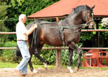 Seniorchef Otto Langels (82) und der 6jhrige Saint Cyr - Foto Beate Langels - Trakehner Gestt Hmelschenburg