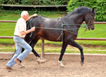 Seniorchef Otto Langels (82) und der 6jhrige Saint Cyr - Foto Beate Langels - Trakehner Gestt Hmelschenburg
