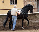Seniorchef Otto Langels (82) und der 6jhrige Saint Cyr - Foto Beate Langels - Trakehner Gestt Hmelschenburg