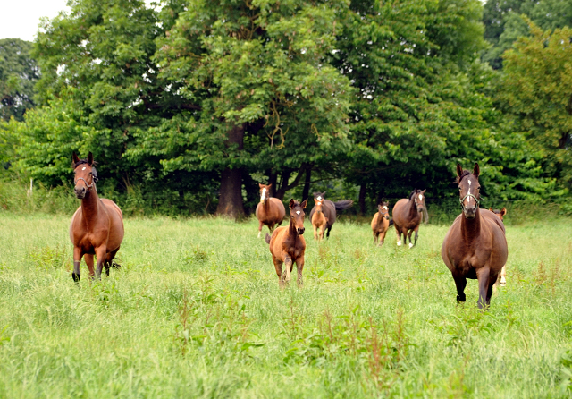 Stuten und Fohlen im Gestüt Hämelschenburg - Foto: Beate Langels -
Trakehner Gestüt Hämelschenburg