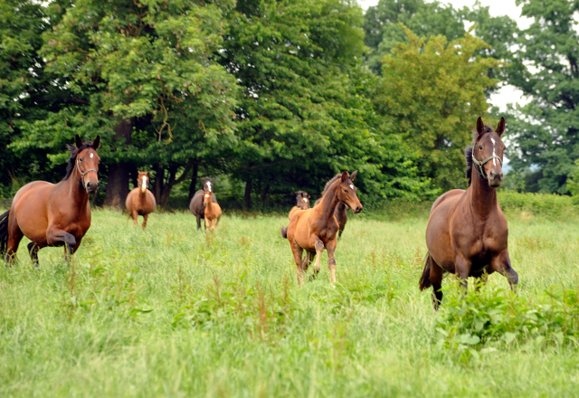 Stuten und Fohlen im Gestüt Hämelschenburg - Foto: Beate Langels -
Trakehner Gestüt Hämelschenburg