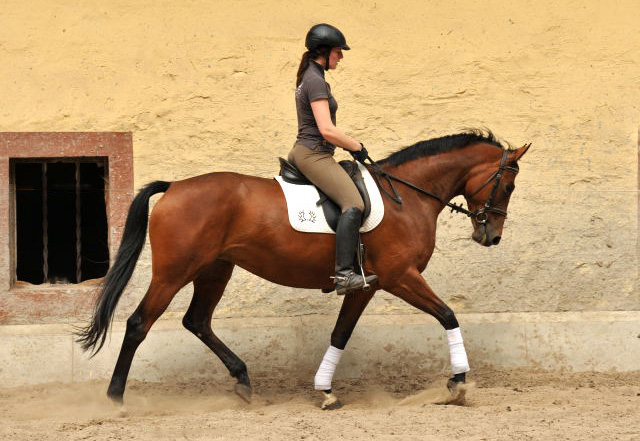 Oldenburger Stute BERESINA von Summertime u.d. Beloved v. Kostolany - Foto: Beate Langels - Trakehner Gestt Hmelschenburg