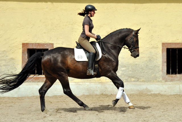 5year old Trakehner by Meraldik out of Schwalbenflair by Exclusiv - Foto: Beate Langels - Trakehner Gestt Hmelschenburg