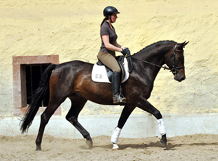 5jhriger Trakehner Wallach von Meraldik u.d. Schwalbenflair v. Exclusiv - Foto: Beate Langels - Trakehner Gestt Hmelschenburg