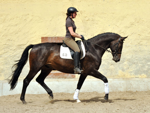 5year old Trakehner by Meraldik out of Schwalbenflair by Exclusiv - Foto: Beate Langels - Trakehner Gestt Hmelschenburg