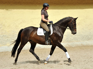 5jhriger Trakehner Wallach von Meraldik u.d. Schwalbenflair v. Exclusiv - Foto: Beate Langels - Trakehner Gestt Hmelschenburg