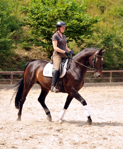 5year old Trakehner by Meraldik out of Schwalbenflair by Exclusiv - Foto: Beate Langels - Trakehner Gestt Hmelschenburg