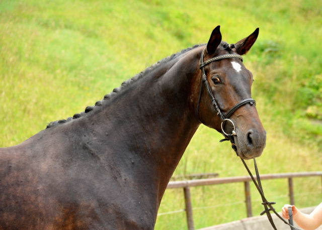 5year old Trakehner by Meraldik out of Schwalbenflair by Exclusiv - Foto: Beate Langels - Trakehner Gestt Hmelschenburg