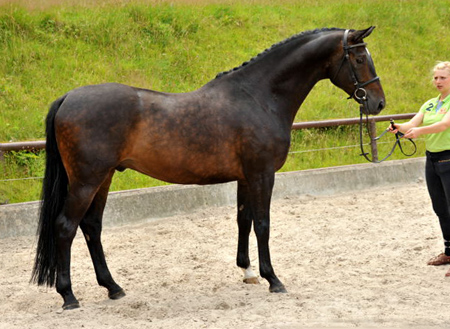 5jhriger Trakehner Wallach von Meraldik u.d. Schwalbenflair v. Exclusiv - Foto: Beate Langels - Trakehner Gestt Hmelschenburg