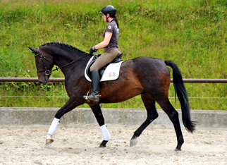 5jhriger Trakehner Wallach von Meraldik u.d. Schwalbenflair v. Exclusiv - Foto: Beate Langels - Trakehner Gestt Hmelschenburg