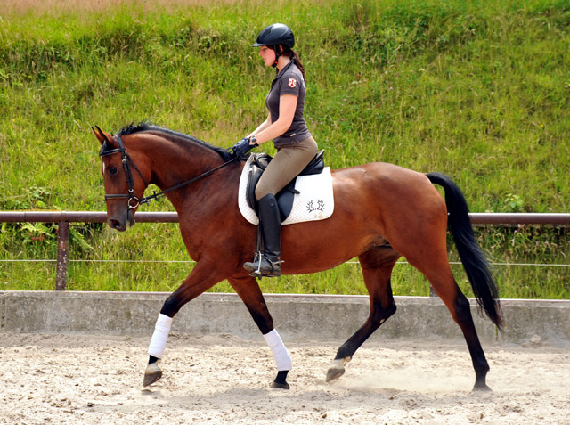 Oldenburger Stute BERESINA von Summertime u.d. Beloved v. Kostolany - Foto: Beate Langels - Trakehner Gestt Hmelschenburg