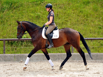 3jhriger Trakehner Wallach von Shavalou u.d. Kalidah Jamal v. Manhattan