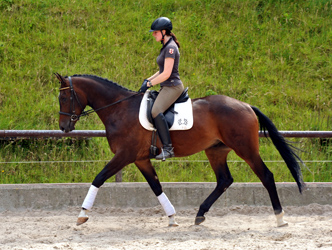 3jhriger Trakehner Wallach von Shavalou u.d. Kalidah Jamal v. Manhattan