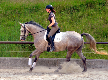 4year old Trakehner Gelding TILLY by Leonidas out of Thirica by Enrico Caruso - Foto: Beate Langels - Trakehner Gestt Hmelschenburg