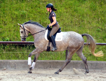   4jhriger Trakehner Wallach Tilly von Leonidas u.d. Thirica v. Enrico Caruso - Foto: Beate Langels - Trakehner Gestt Hmelschenburg