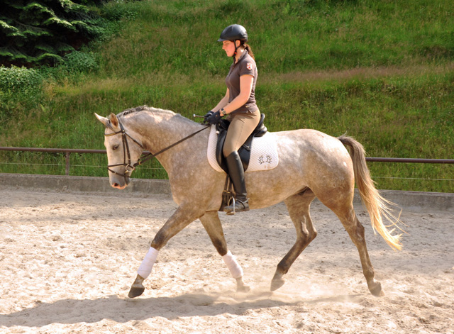 4year old Trakehner Gelding TILLY by Leonidas out of Thirica by Enrico Caruso - Foto: Beate Langels - Trakehner Gestt Hmelschenburg