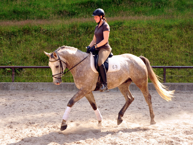   4jhriger Trakehner Wallach Tilly von Leonidas u.d. Thirica v. Enrico Caruso - Foto: Beate Langels - Trakehner Gestt Hmelschenburg