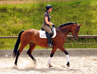 Oldenburger Mare BERESINA by Summertime out of Beloved by Kostolany - Foto: Beate Langels - Trakehner Gestt Hmelschenburg