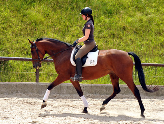 Oldenburger Stute BERESINA von Summertime u.d. Beloved v. Kostolany - Foto: Beate Langels - Trakehner Gestt Hmelschenburg