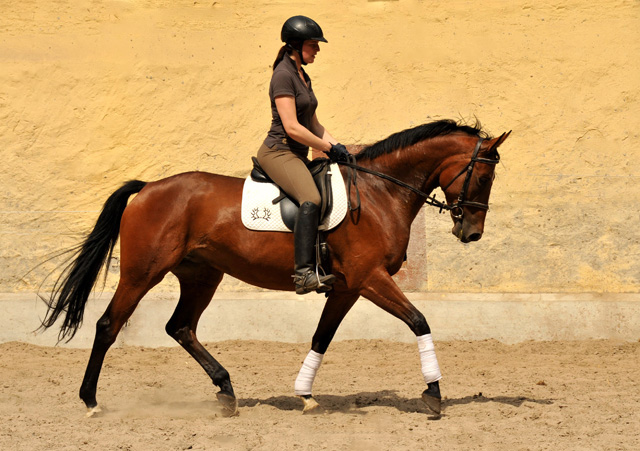 Oldenburger Mare BERESINA by Summertime out of Beloved by Kostolany - Foto: Beate Langels - Trakehner Gestt Hmelschenburg