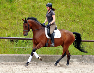 Oldenburger Stute BERESINA von Summertime u.d. Beloved v. Kostolany - Foto: Beate Langels - Trakehner Gestt Hmelschenburg